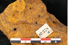 Foto (Detailansicht) von Cinnamomum leichardtii Ettingshausen (NHMW-GEO-2024-0188-10378a)